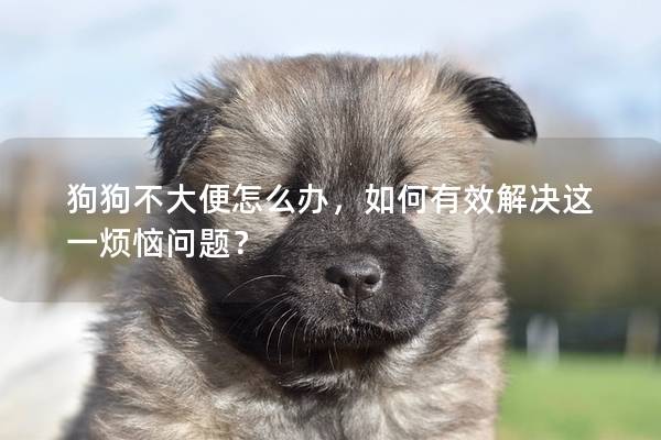 狗狗不大便怎么辦，如何有效解決這一煩惱問題？