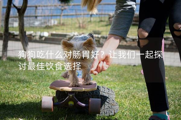 狗狗吃什么對腸胃好？讓我們一起探討最佳飲食選擇
