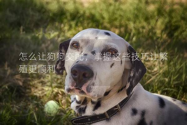 怎么讓狗狗交配，掌握這些技巧讓繁殖更順利