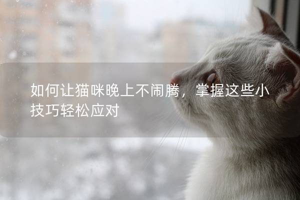 如何讓貓咪晚上不鬧騰，掌握這些小技巧輕松應對