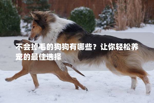 不會(huì)掉毛的狗狗有哪些？讓你輕松養(yǎng)寵的最佳選擇