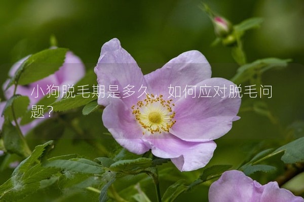 小狗脫毛期是多久，如何應(yīng)對(duì)脫毛問題？