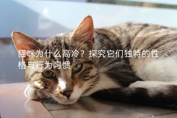 貓咪為什么高冷？探究它們獨(dú)特的性格與行為習(xí)慣