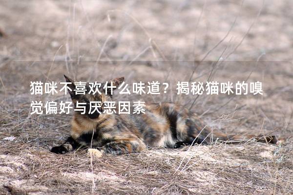 貓咪不喜歡什么味道？揭秘貓咪的嗅覺(jué)偏好與厭惡因素