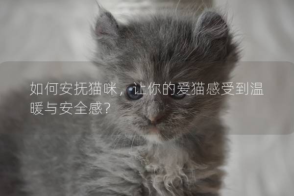 如何安撫貓咪,讓你的愛貓感受到溫暖與安全感? 如何安撫貓咪,讓你的愛貓感受到溫暖與安全感?