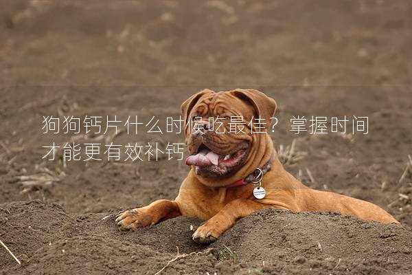 狗狗鈣片什么時候吃最佳？掌握時間才能更有效補鈣