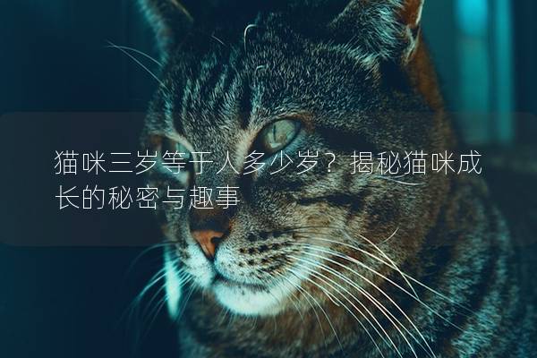 貓咪三歲等于人多少歲？揭秘貓咪成長的秘密與趣事