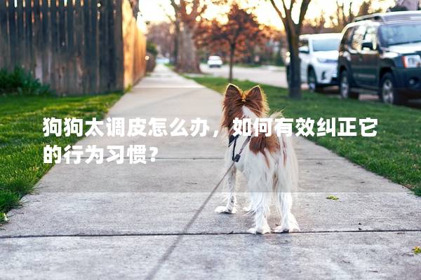 狗狗太調(diào)皮怎么辦，如何有效糾正它的行為習(xí)慣？