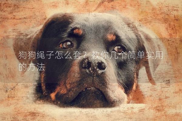 狗狗繩子怎么套?教你幾個簡單實用的方法 狗狗繩子怎么套?教你幾個簡單實用的方法