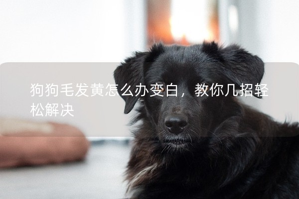 狗狗毛發(fā)黃怎么辦變白,教你幾招輕松解決 狗狗毛發(fā)黃怎么辦變白,教你幾招輕松解決