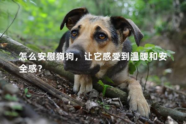 怎么安慰狗狗,讓它感受到溫暖和安全感? 怎么安慰狗狗,讓它感受到溫暖和安全感?