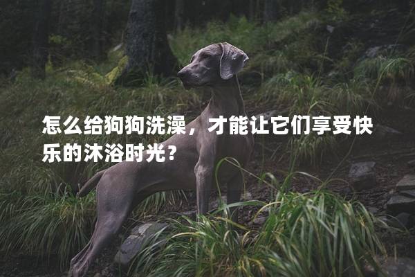 怎么給狗狗洗澡,才能讓它們享受快樂的沐浴時光? 怎么給狗狗洗澡,才能讓它們享受快樂的沐浴時光?