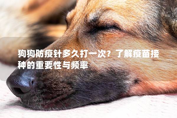 狗狗防疫針多久打一次？了解疫苗接種的重要性與頻率