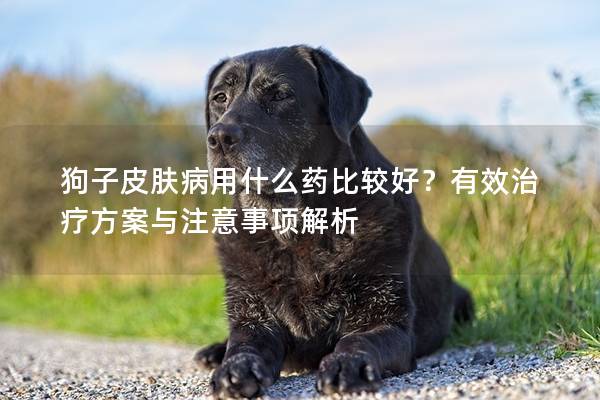 狗子皮膚病用什么藥比較好?有效治療方案與注意事項(xiàng)解析 狗子皮膚病用什么藥比較好?有效治療方案與注意事項(xiàng)解析