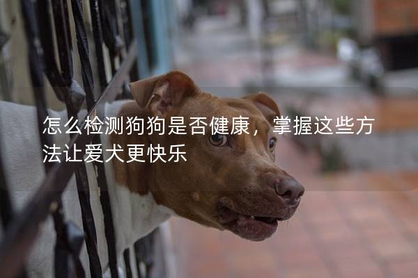 怎么檢測(cè)狗狗是否健康，掌握這些方法讓愛犬更快樂
