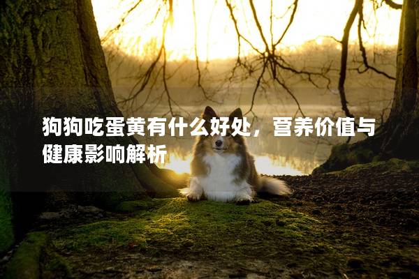 狗狗吃蛋黃有什么好處，營養價值與健康影響解析