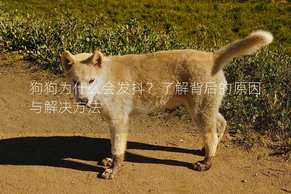 狗狗為什么會發抖？了解背后的原因與解決方法