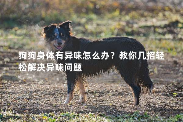狗狗身體有異味怎么辦？教你幾招輕松解決異味問題