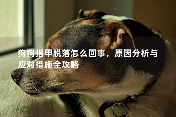 狗狗指甲脫落怎么回事,原因分析與應對措施全攻略