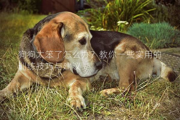 狗狗太笨了怎么辦？教你一些實用的訓練技巧與建議