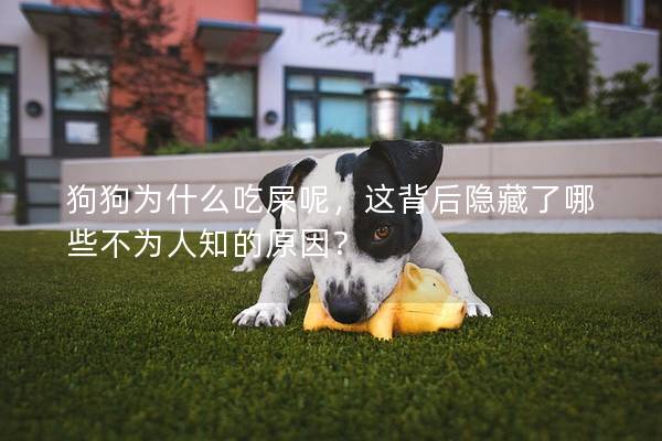 狗狗為什么吃屎呢，這背后隱藏了哪些不為人知的原因？