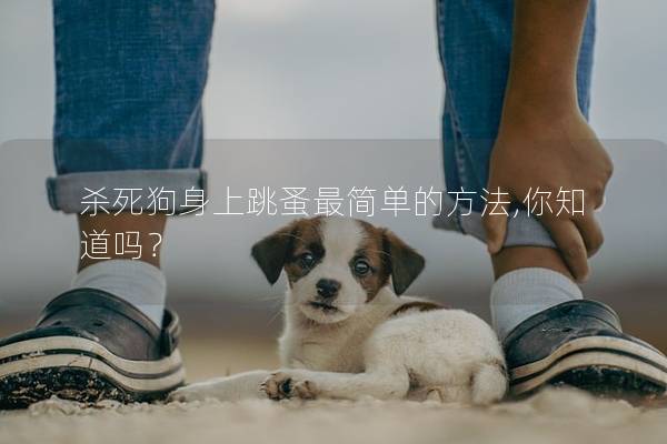 殺死狗身上跳蚤最簡(jiǎn)單的方法,你知道嗎？