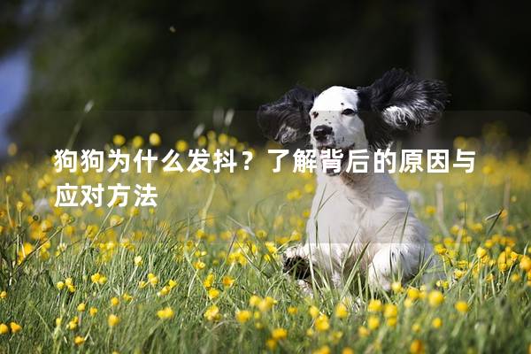 狗狗為什么發(fā)抖？了解背后的原因與應(yīng)對(duì)方法