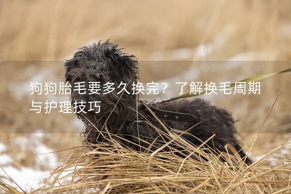 狗狗胎毛要多久換完？了解換毛周期與護(hù)理技巧