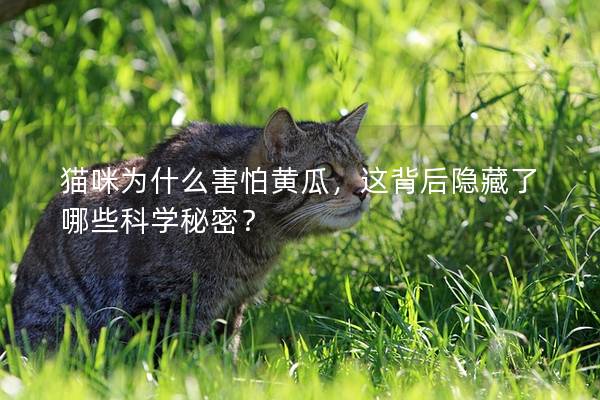 貓咪為什么害怕黃瓜，這背后隱藏了哪些科學秘密？
