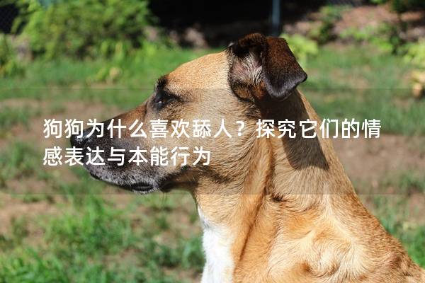 狗狗為什么喜歡舔人？探究它們的情感表達與本能行為