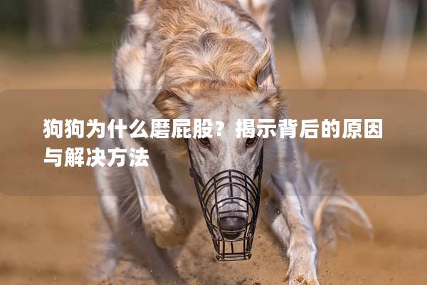 狗狗為什么磨屁股？揭示背后的原因與解決方法