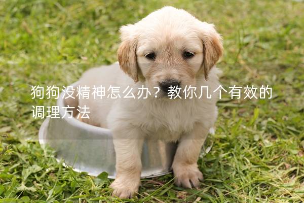 狗狗沒精神怎么辦？教你幾個有效的調理方法