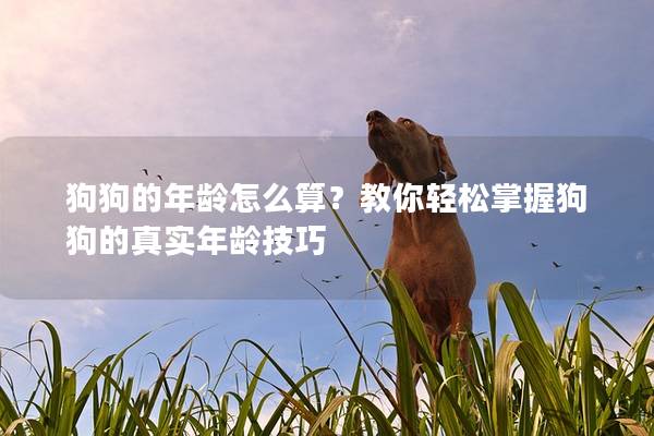 狗狗的年齡怎么算？教你輕松掌握狗狗的真實(shí)年齡技巧