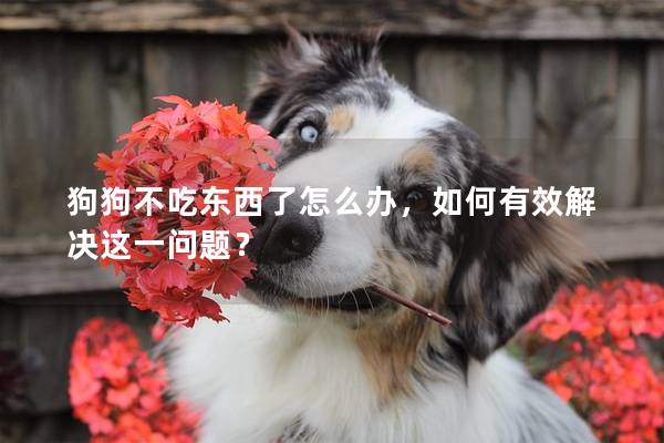 狗狗不吃東西了怎么辦，如何有效解決這一問題？