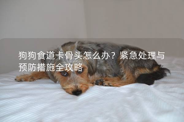 狗狗食道卡骨頭怎么辦？緊急處理與預防措施全攻略