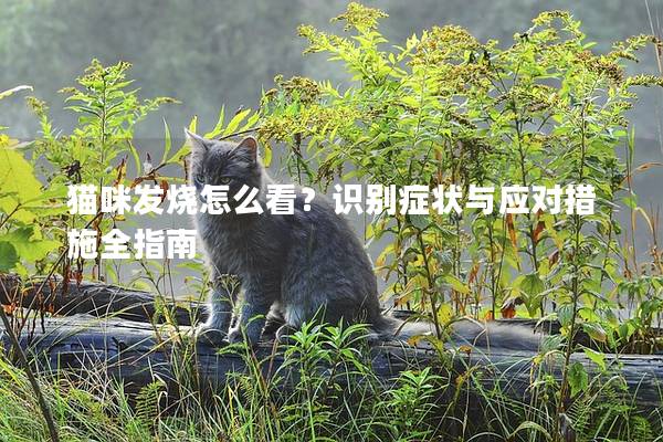 貓咪發燒怎么看?識別癥狀與應對措施全指南 貓咪發燒怎么看?識別癥狀與應對措施全指南
