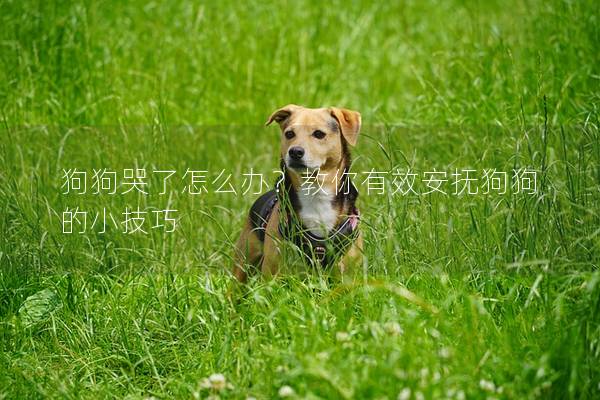 狗狗哭了怎么辦？教你有效安撫狗狗的小技巧