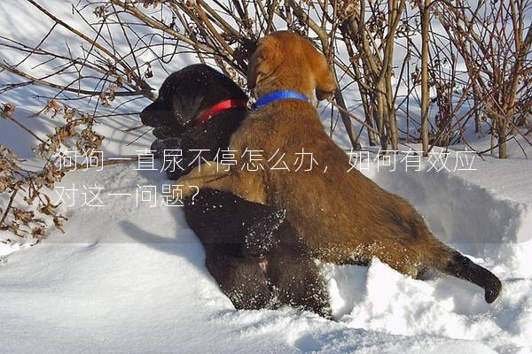 狗狗一直尿不停怎么辦，如何有效應對這一問題？