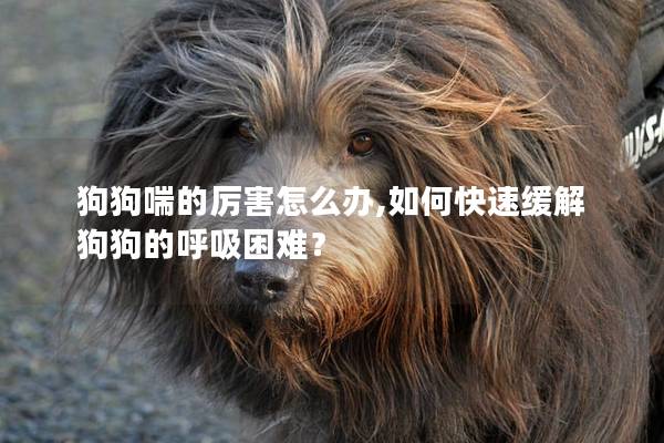 狗狗喘的厲害怎么辦,如何快速緩解狗狗的呼吸困難？