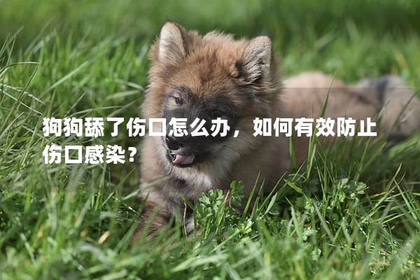 狗狗舔了傷口怎么辦，如何有效防止傷口感染？
