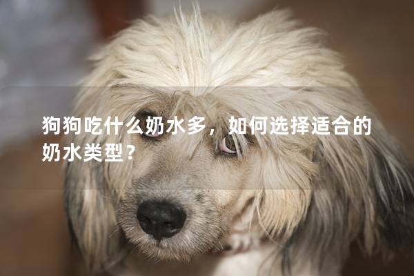 狗狗吃什么奶水多，如何選擇適合的奶水類型？