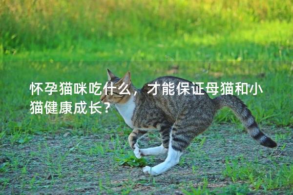 懷孕貓咪吃什么，才能保證母貓和小貓健康成長？