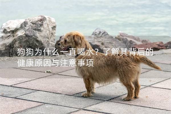 狗狗為什么一直喝水？了解其背后的健康原因與注意事項