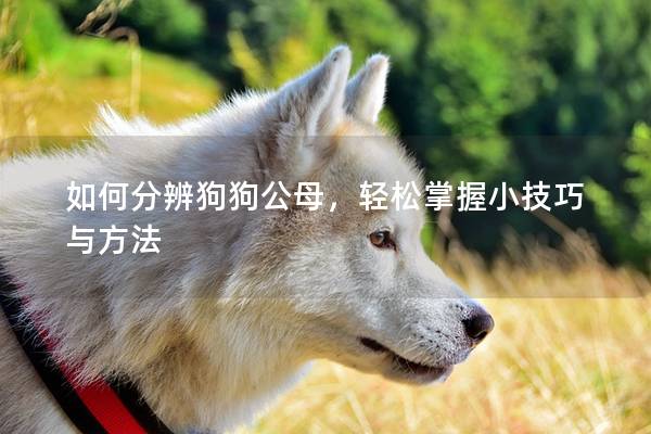 如何分辨狗狗公母，輕松掌握小技巧與方法