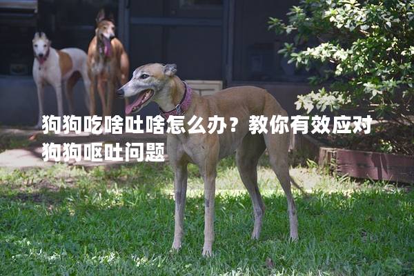 狗狗吃啥吐啥怎么辦？教你有效應對狗狗嘔吐問題
