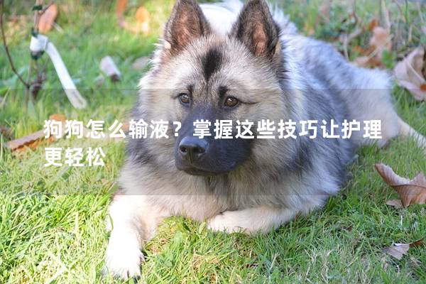 狗狗怎么輸液？掌握這些技巧讓護理更輕松