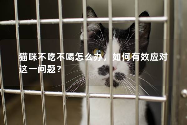 貓咪不吃不喝怎么辦，如何有效應(yīng)對(duì)這一問(wèn)題？