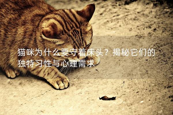 貓咪為什么要守著床頭？揭秘它們的獨特習性與心理需求