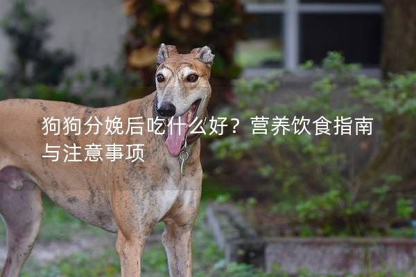 狗狗分娩后吃什么好？營養飲食指南與注意事項