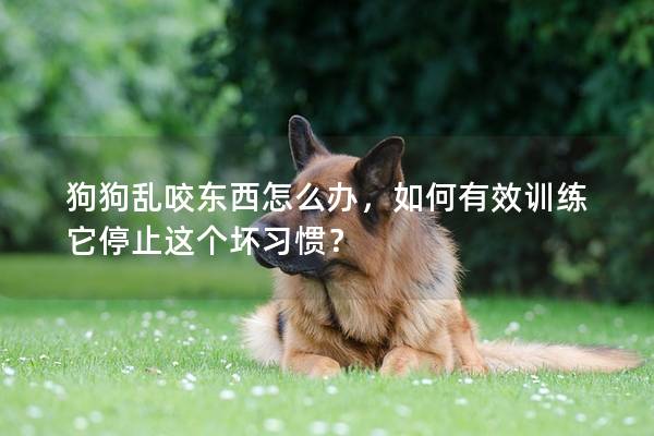 狗狗亂咬東西怎么辦，如何有效訓練它停止這個壞習慣？